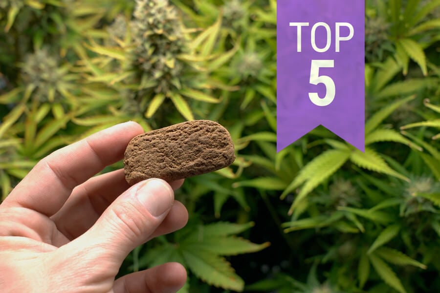 Top 5 soorten wiet om hasj van te maken