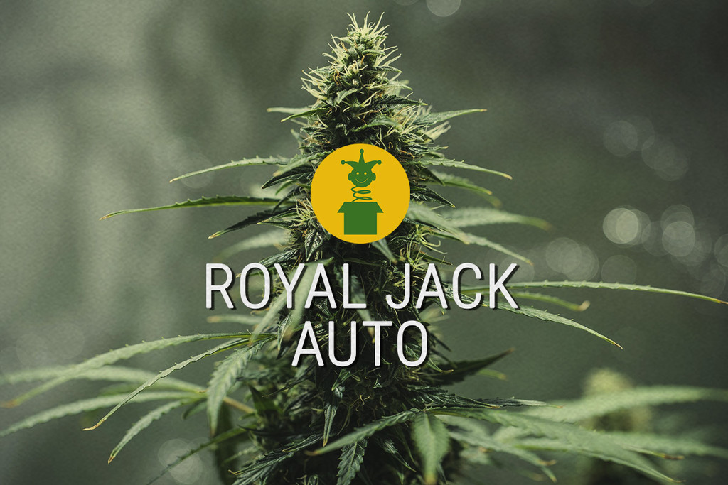 Royal Jack Automatic: Geautomatiseerde sativa-legende