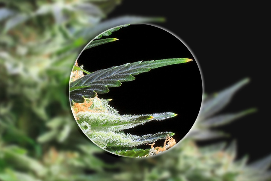 Met een microscoop krijg je een beter beeld van cannabis planten 