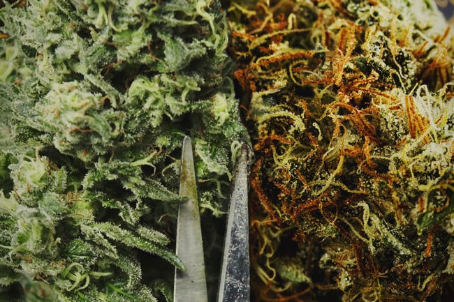 Is het beter om je cannabis handmatig of machinaal te knippen?