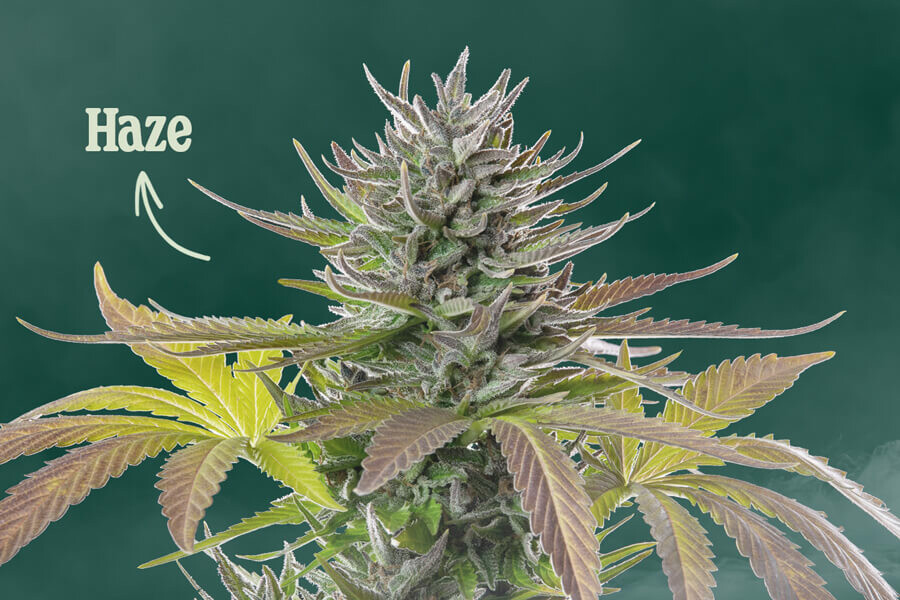 Wat is Haze-cannabis ?