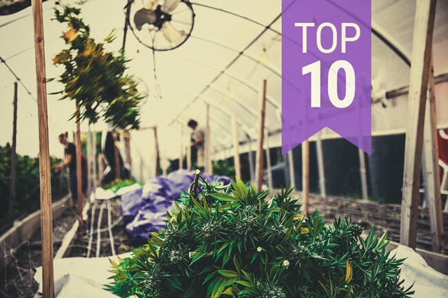 Top 10 banen in de cannabisbranche: Welke zijn het & wat verdien je ermee?