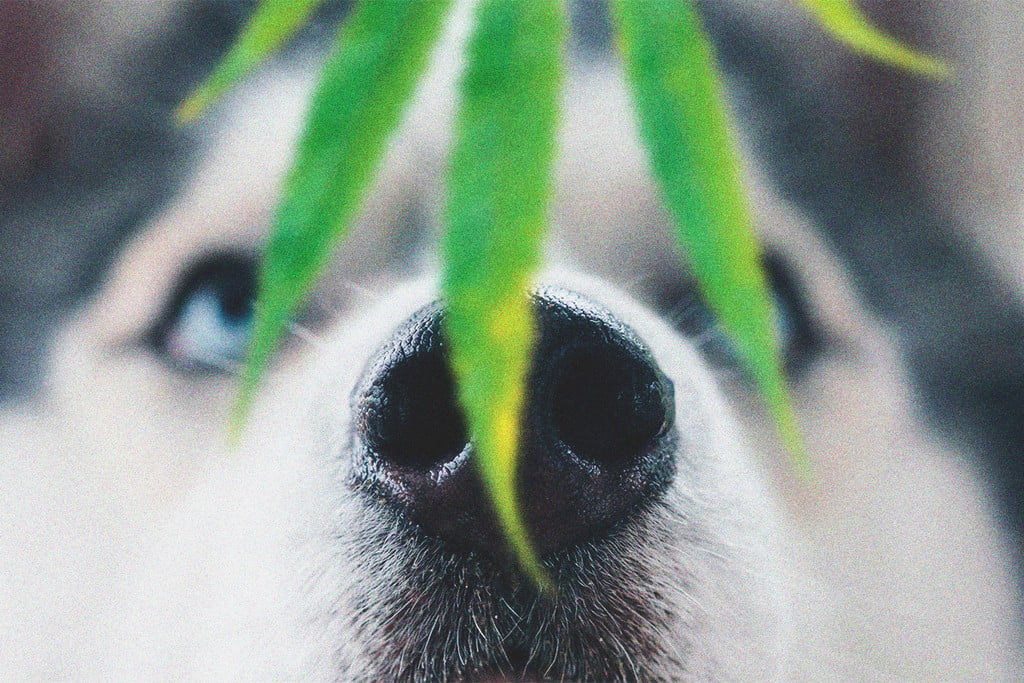 Huisdieren en toxiciteit van cannabis: Wat als je hond wiet heeft gegeten?
