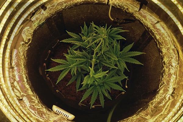 Beginnersgids voor het kweken van cannabis in een space-bucket 