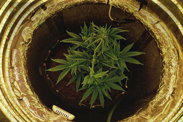 Beginnersgids voor het kweken van cannabis in een space-bucket