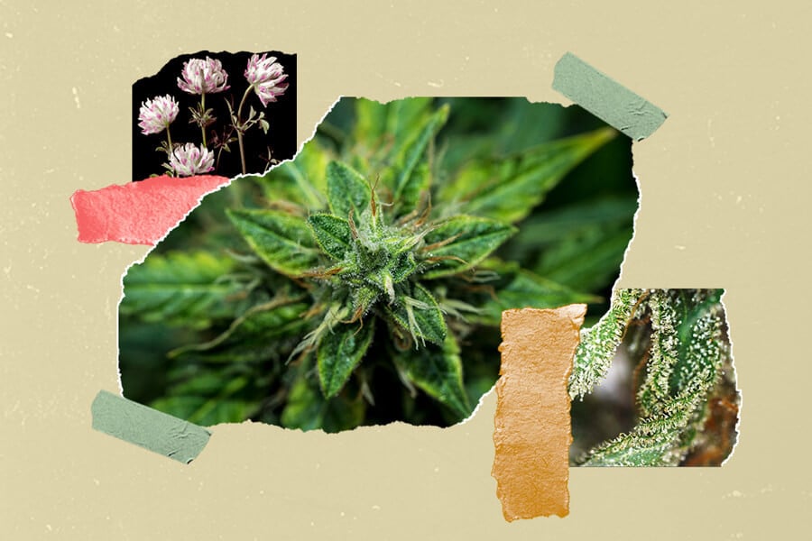Hoe voeg je smaak toe aan je cannabis voor, tijdens en na het oogsten?