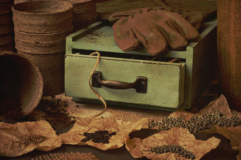 Vier hacks om oude cannabiszaden te laten ontkiemen