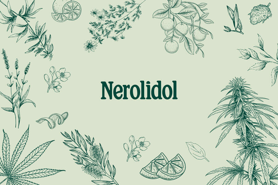 Cannabis en terpenen: Nerolidol - Een veelzijdige sesquiterpenol