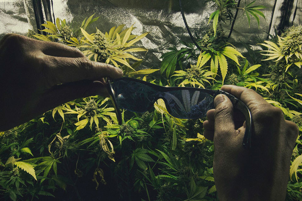 Het belang van oogbescherming in de cannabiskweekruimte