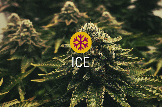 ICE Gefeminiseerde Cannabis Zaden