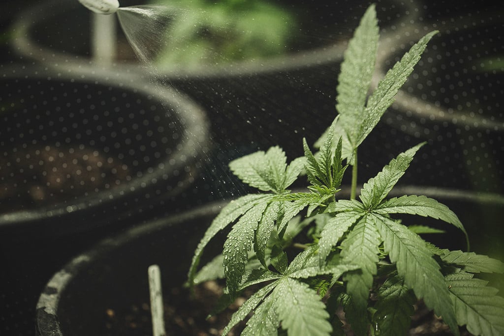 Hoe je cannabisplanten van water voorziet: Een uitgebreide gids