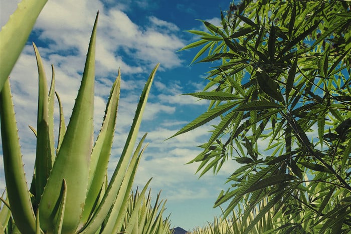 Bescherm en voed je cannabisplanten met aloë vera