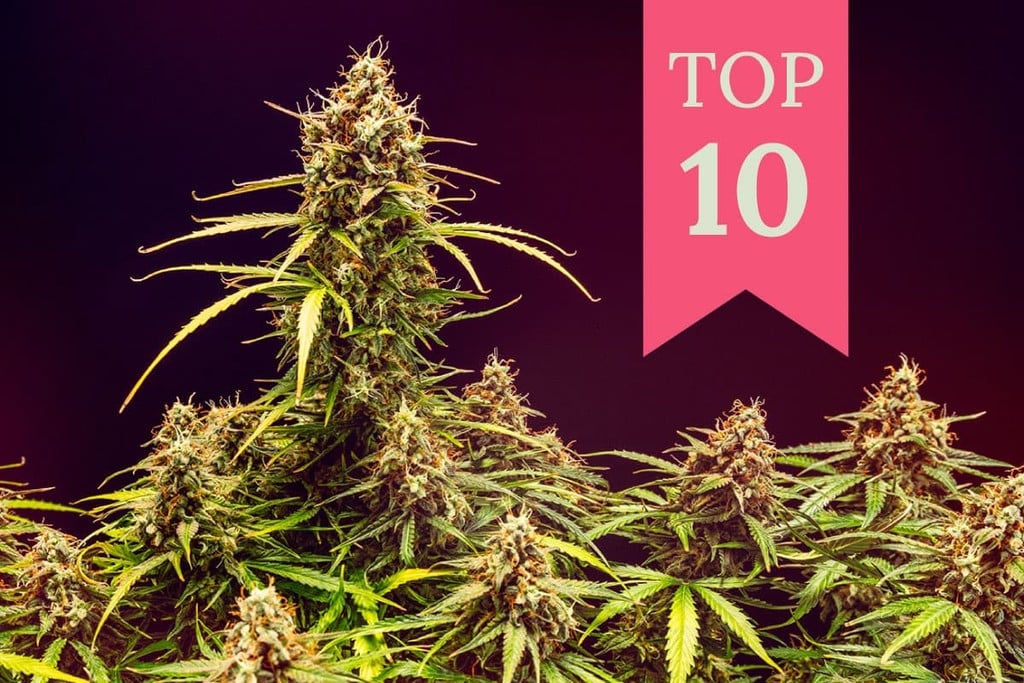 Top 10 soorten wiet voor euforische gevoelens 