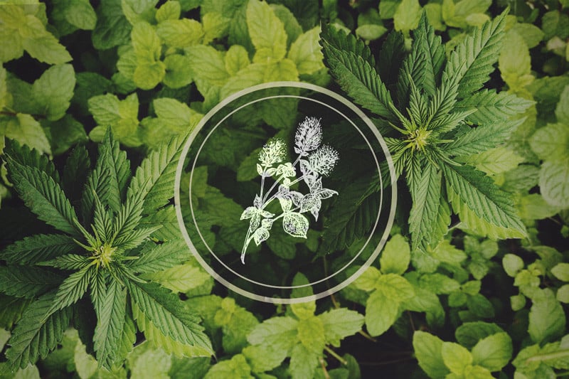 Pepermunt tussen je cannabisplanten: Leve de gezelschapsplanten