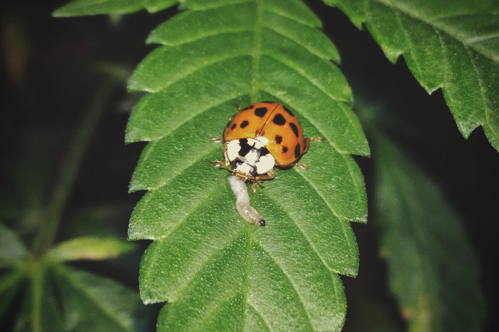 Hoe Kun Je Insecten Gebruiken om Je Wietplanten Te Beschermen?