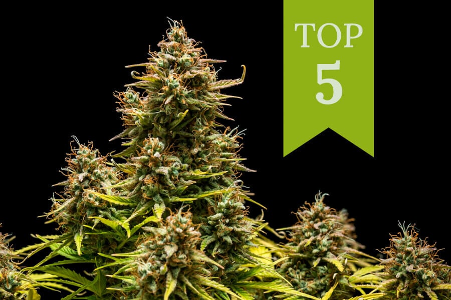 Top 5 soorten wiet om overdag te gebruiken