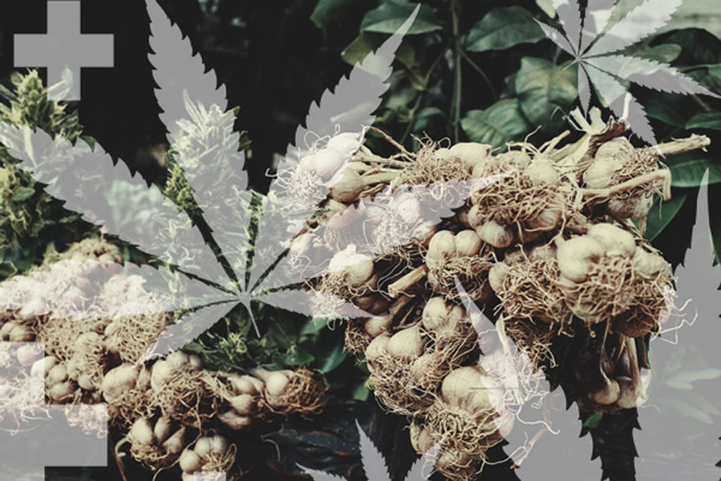 Zelfgemaakte natuurlijke insectenwerende middelen tegen cannabisplagen