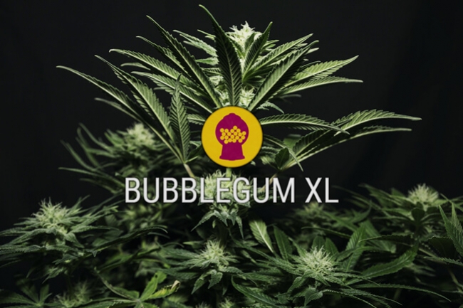 Bubblegum XL gefeminiseerd cannabiszaad