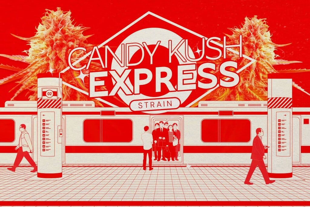 Candy Kush strain: onweerstaanbaar zoet en sterk