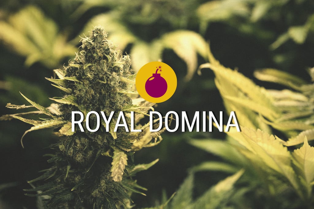 Royal Domina: Een keiharde indica, geschikt voor royalty