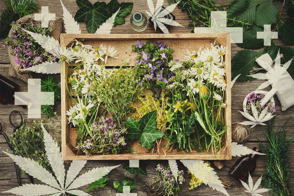 Biologische cannabisvoeding en plantverzorgingsproducten