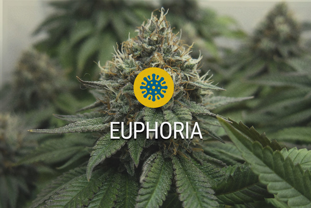 Euphoria: CBD en THC Werken Zij aan Zij