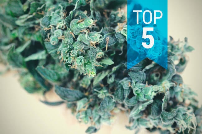 Top 5 CBD-rijke soorten