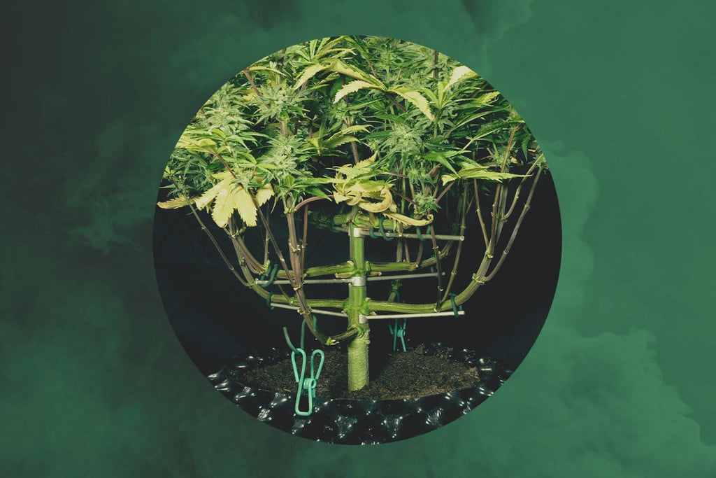 Interviste RQS - Magnetous: De Meesterlijke Cannabis Trainer