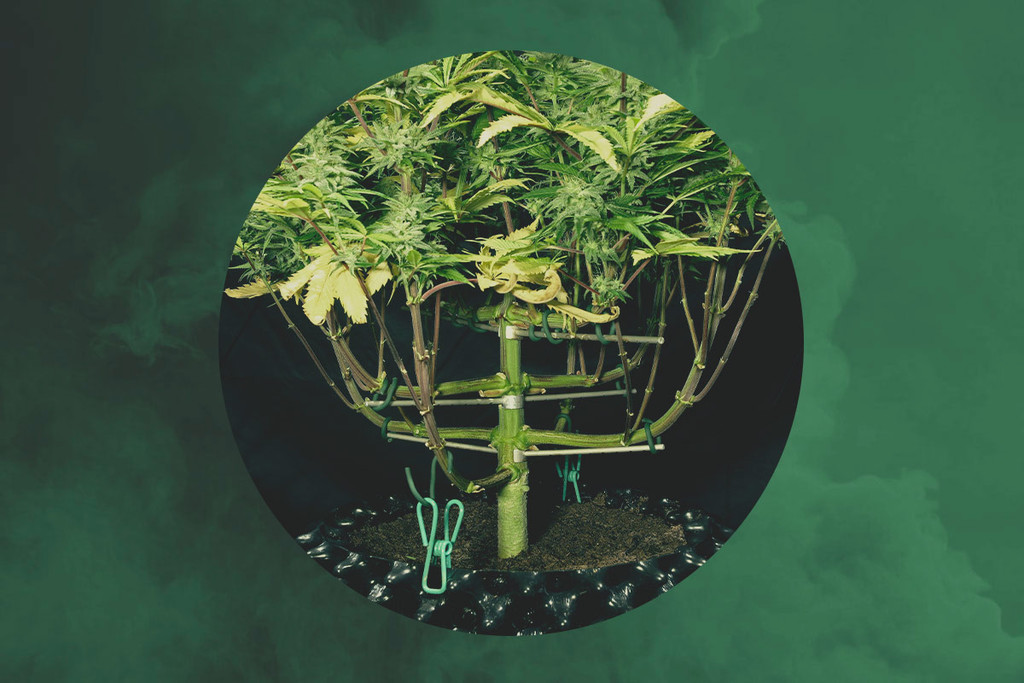 Interviste RQS - Magnetous: De Meesterlijke Cannabis Trainer