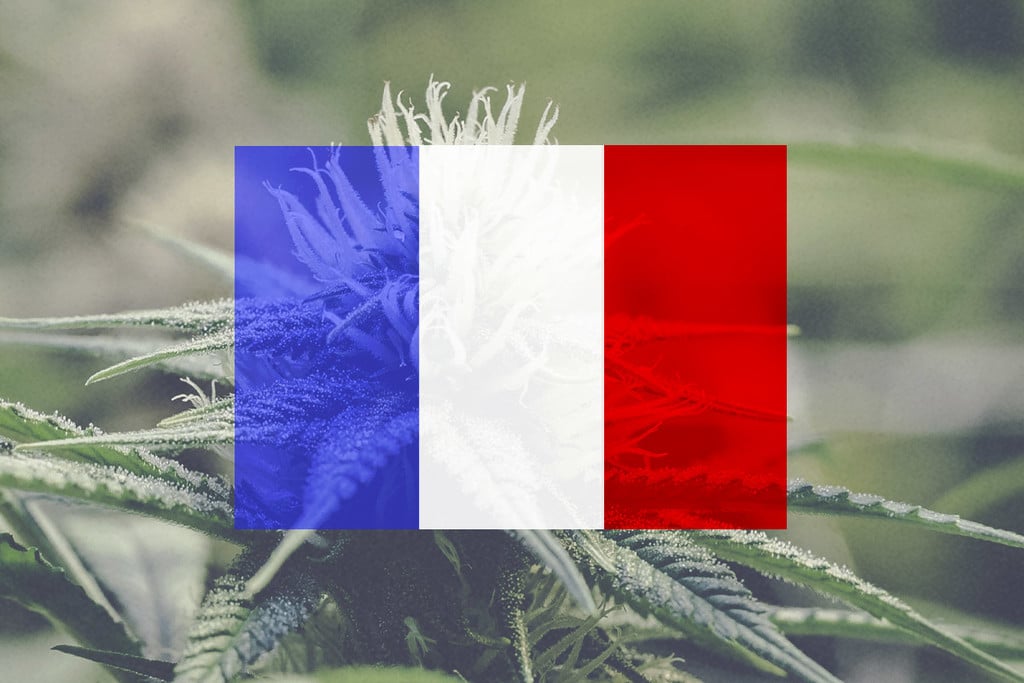 Hoe Kweek Je Cannabis Buiten In Frankrijk? Per Maand Bekeken