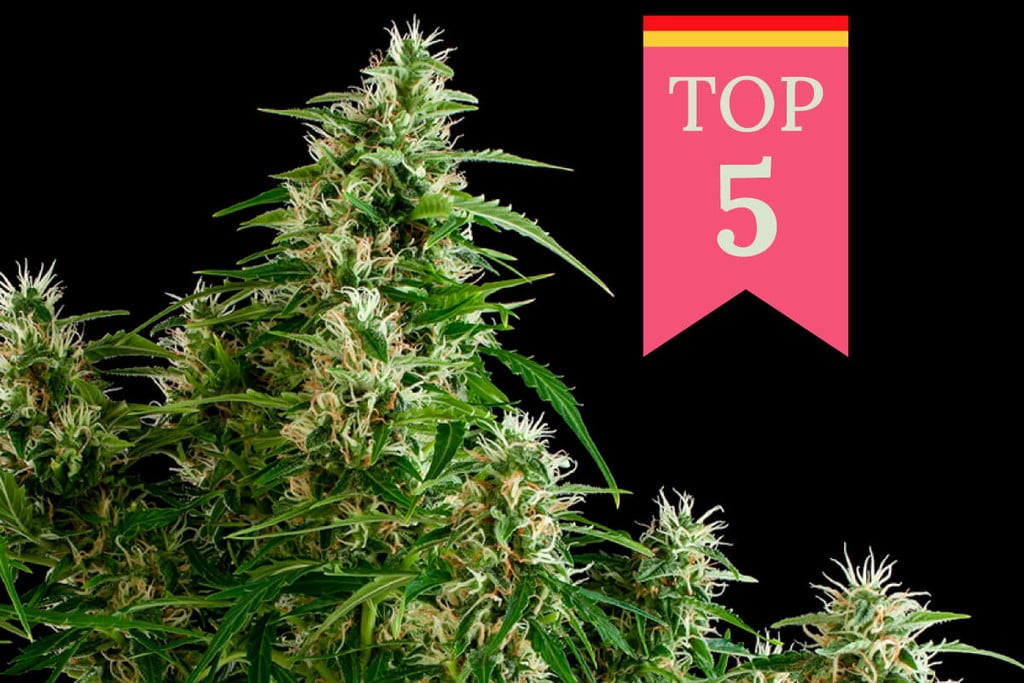 Top 5 populairste soorten wiet in Duitsland