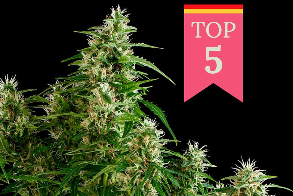Top 5 populairste soorten wiet in Duitsland