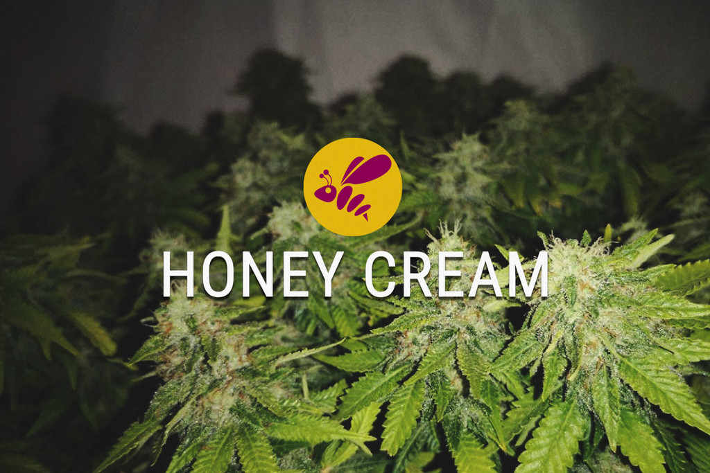 Honey Cream Gefeminiseerde Cannabis Zaden