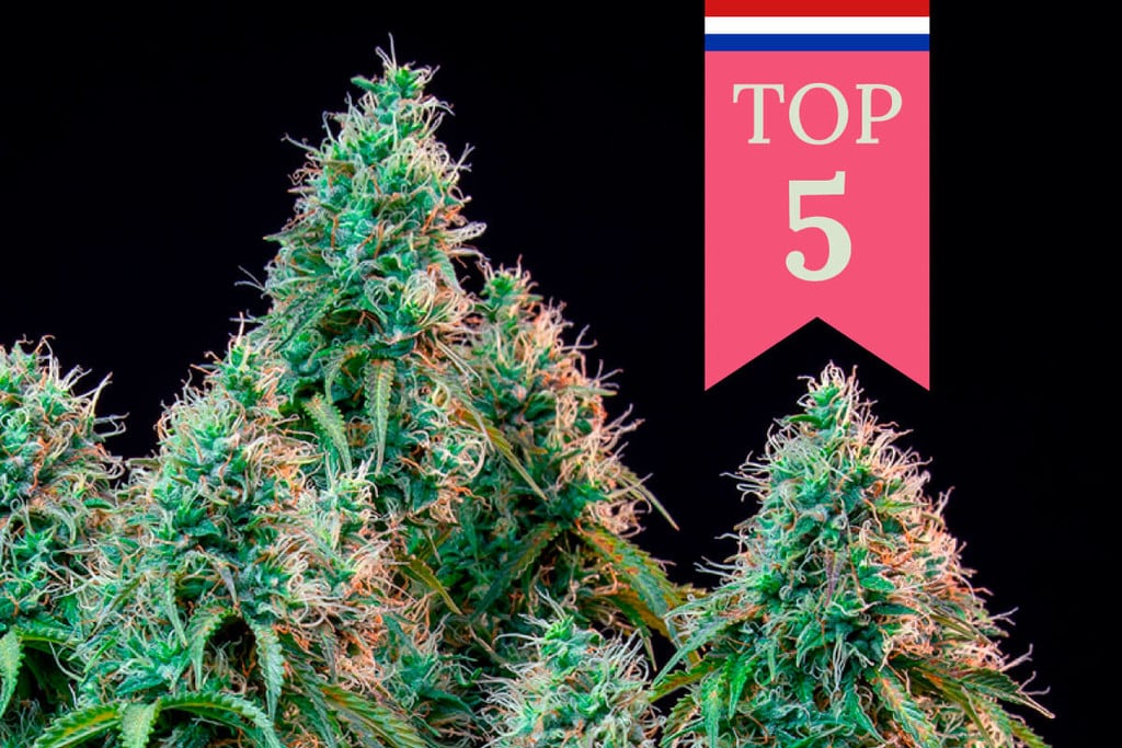 Top 5 Meest Populaire Wietsoorten in Nederland