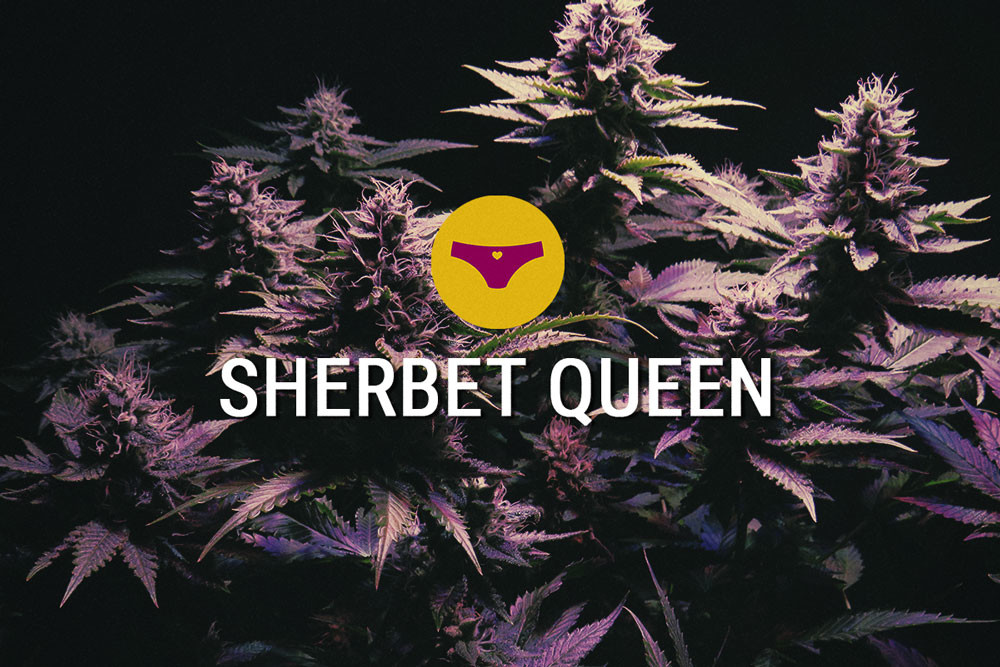 Sherbet Queen: Waanzinnig Sterke Indica Voor Fijnproevers