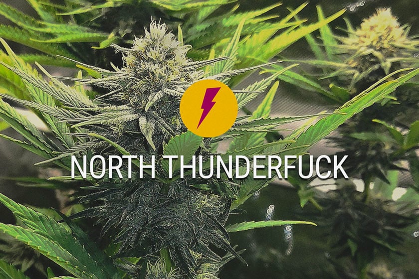 North Thunderfuck: Nieuwe En Verbeterde Versie Van MTF