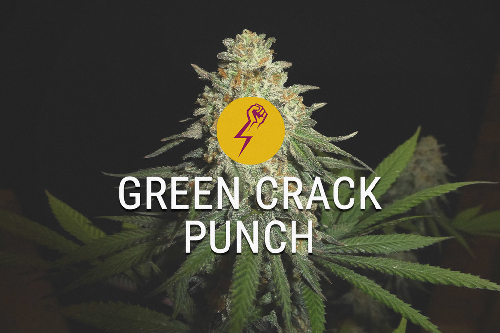 Green Crack Punch: Nieuwe Draai aan Klassieke Amerikaanse Genen
