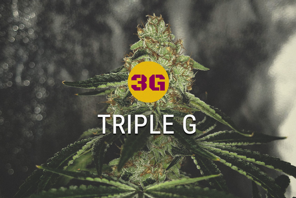 Triple G: Gorilla Glue Meets Gelato 33
