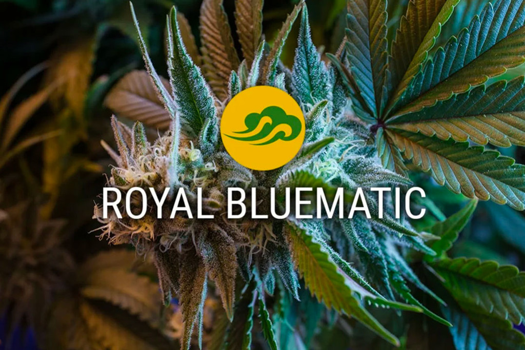 Royal Bluematic zelfbloeiend cannabiszaad