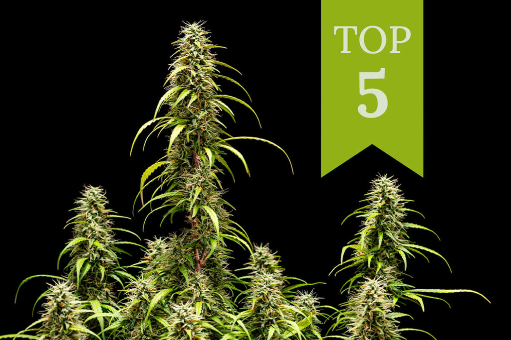 Top 5 Autoflowering Wietzaadjes voor Binnenkweek