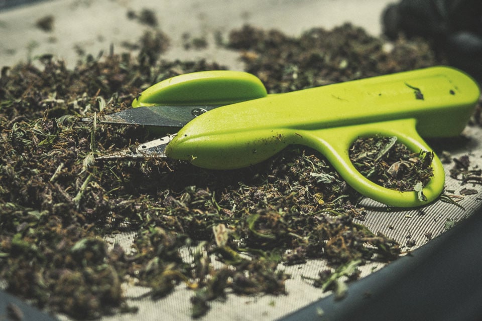 Wat Is de Beste Manier voor het Schoonmaken van Je Snoeischaar?