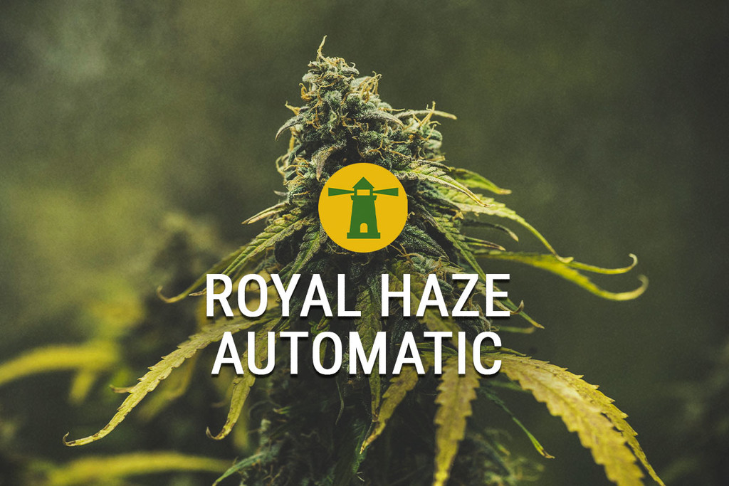 Royal Haze Automatic kan snel worden geoogst, voor een koninklijke high