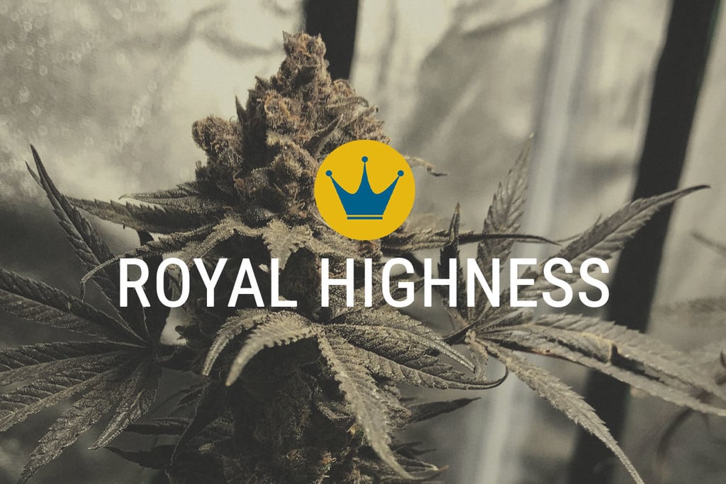 Royal Highness: CBD en THC in een Harmonieuze Balans