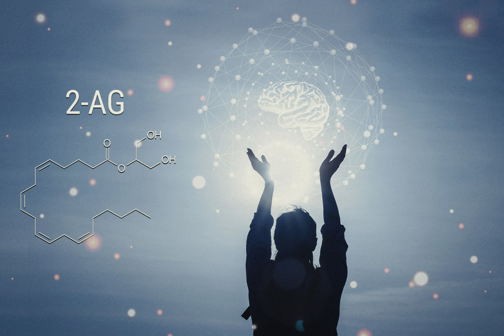 2-AG en het endocannabinoïdesysteem - RQS Blog