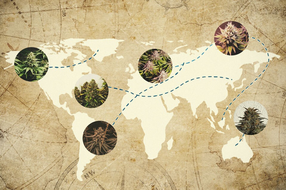 Beroemde cannabis strainfamilies