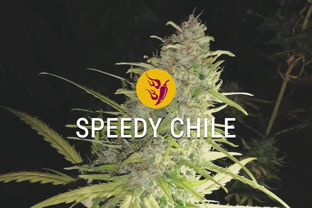 Speedy Chile: Snel, Kruidig En Meer 