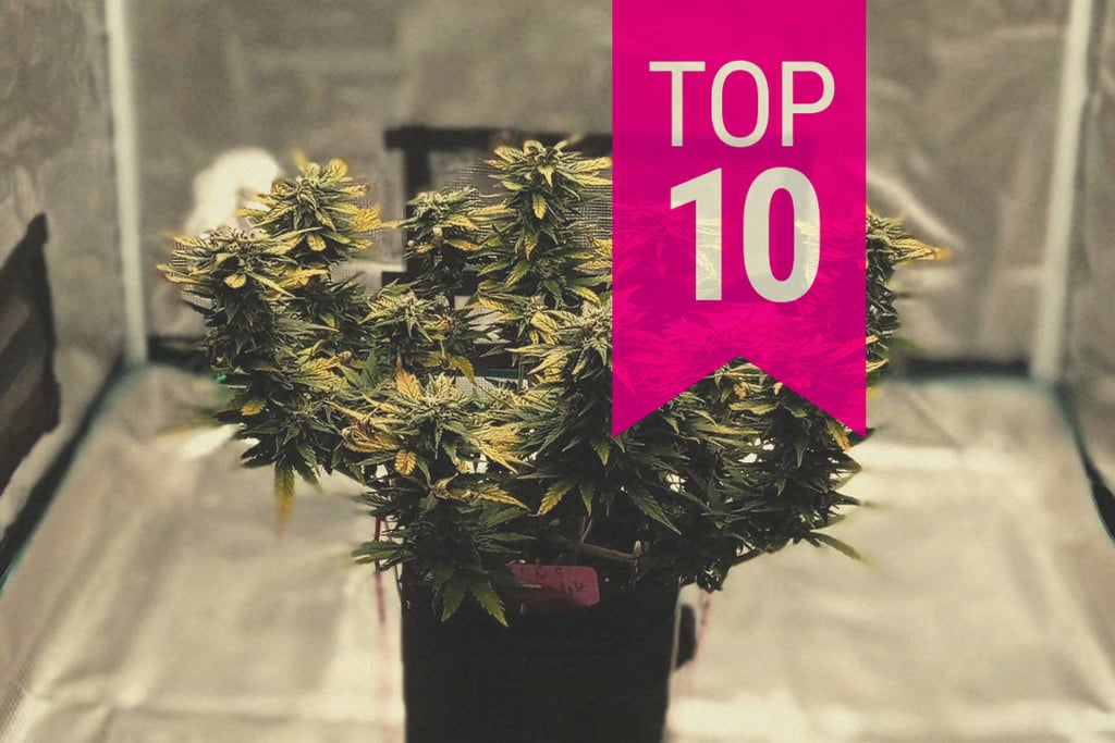 Top 10 kleinste wietplanten