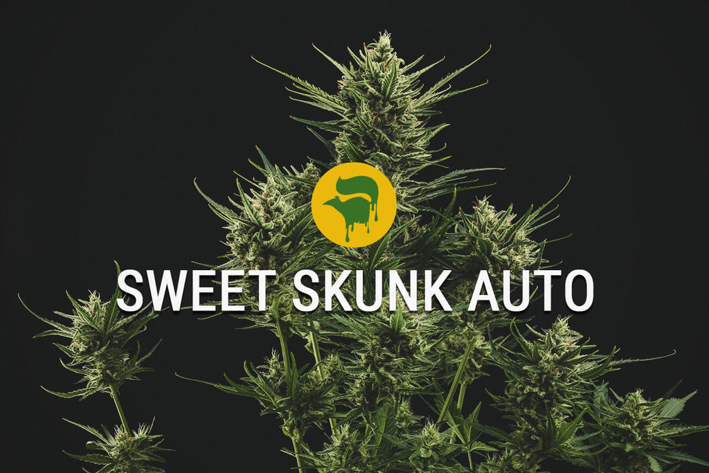 Sweet Skunk Automatic: zoet en super speciaal
