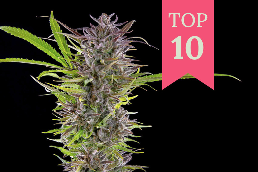 Wat is de beste buitenwiet? Hier is onze top 10!