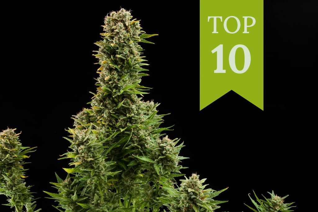 Top 10 productiefste autoflowers